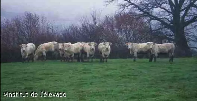 Plusieurs essais ont montré que le pâturage d’hiver d’une prairie a peu de conséquences sur la production d’herbe de l’année suivante.