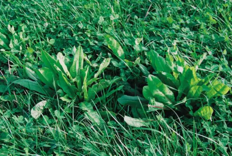 La chicorée ici en mélange avec du ray-grass anglais et du trèfle blanc, a une pérennité d'environ trois ans.