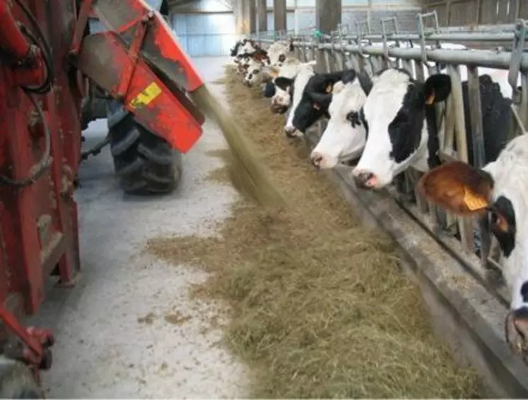 Distribution du fourrage en élevage laitier.