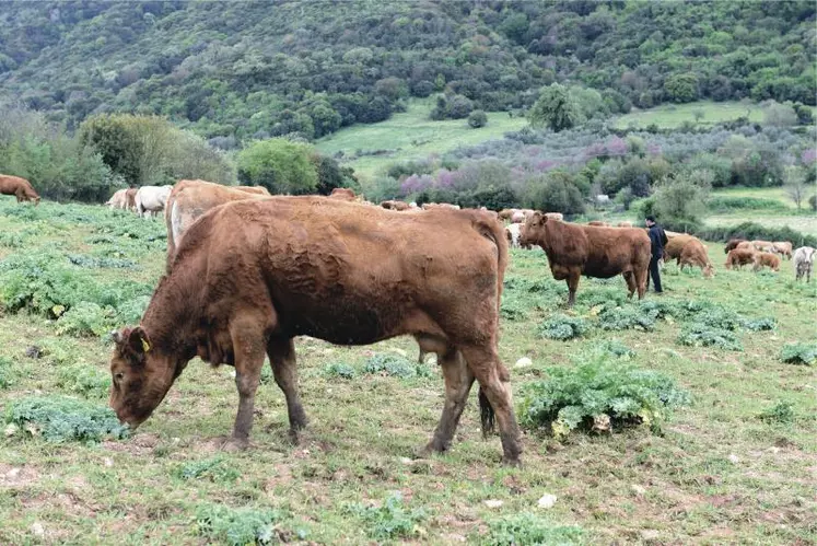 Troupeau de vaches allaitantes chez Ianis Katris, éleveur de Limousines en Grèce, dans la vallée d’Aetolia-Acarnania à l’ouest d’Athènes.
