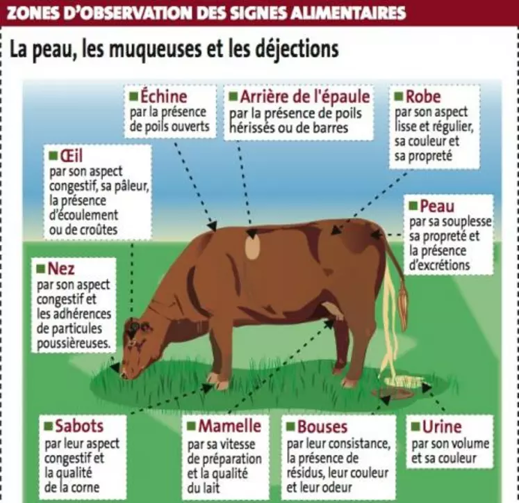 Les animaux expriment leur difficulté d'adaptation à l'alimentation par des signes réactifs. Ils passent par cette phase de sensibilité avant de déclarer des troubles de santé (baisse de fertilité, diarrhées,...)