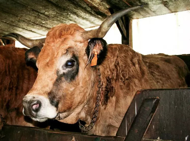 Il conviendrait de réformer en priorité les vaches âgées nées avant le 1er janvier 2002.