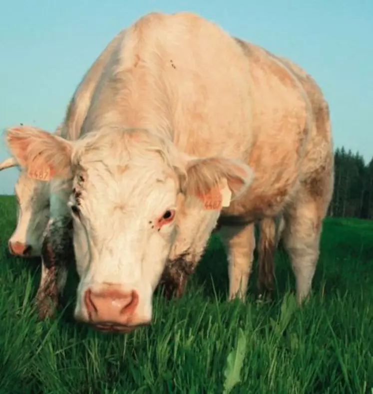 La diversité du couvert végétal stimule l’ingestion des bovins. F. D’ALTEROCHE