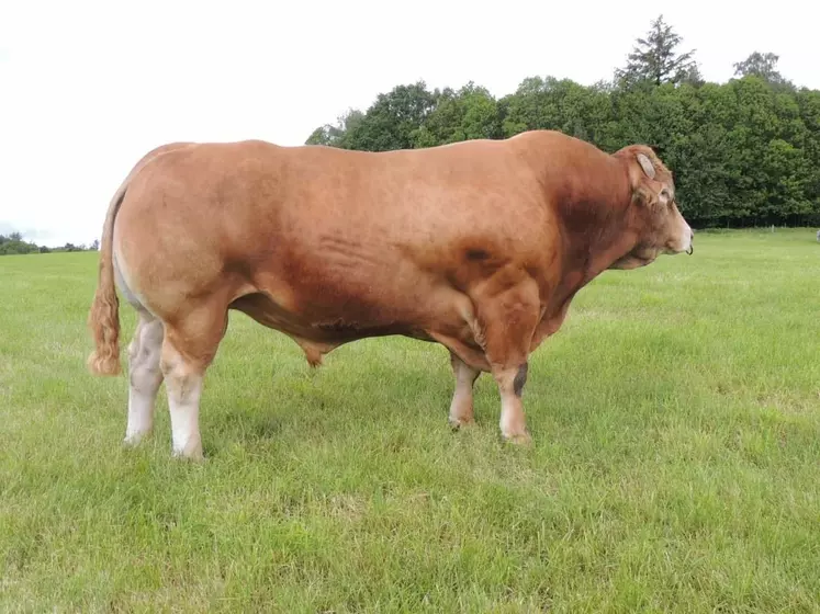 taureau limousin Erwin gènes diffusion