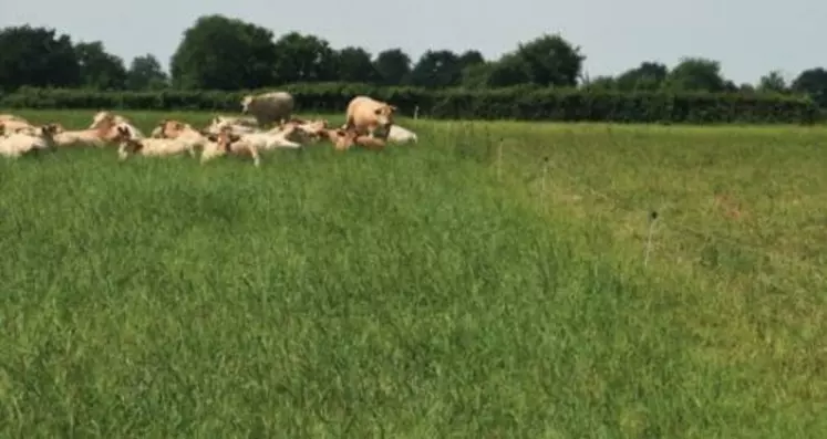 Cette technique dénommée TechnoGrazing rend facile le pilotage du pâturage avec un haut niveau de précision.