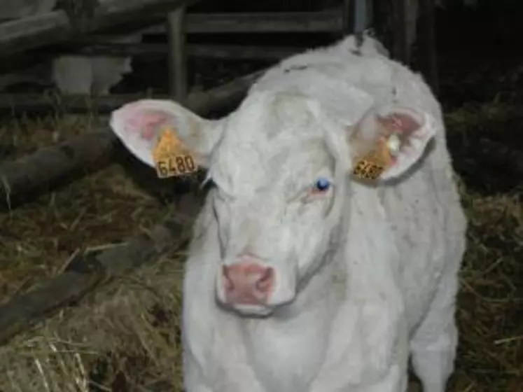 Cette petite boucle blanche emporte-pièce est placée à l'oreille du veau par l'éleveur en même temps que les boucles d'identification. Le veau la garde à vie et signe le fait qu'il a été prélevé en vue du test BVD.