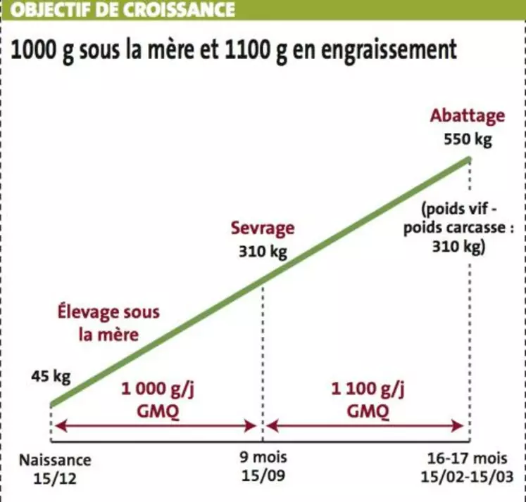 La ration d'engraissement se compose de 5,5 kg de
céréales, 950 g de tourteau de colza, 950 g de tourteau de tournesol,
de la paille à volonté et des minéraux.