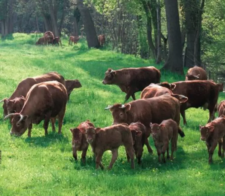 Si certains modes de production de viande bovine existant de part le monde sont critiquables, il est surtout indispensable de donner au consommateur le moyen de faire son choix de manière responsable.