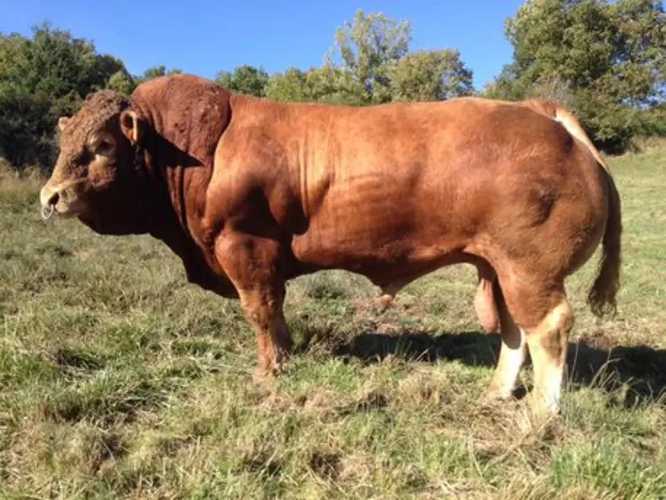 taureau Limousin Gènes Diffusion