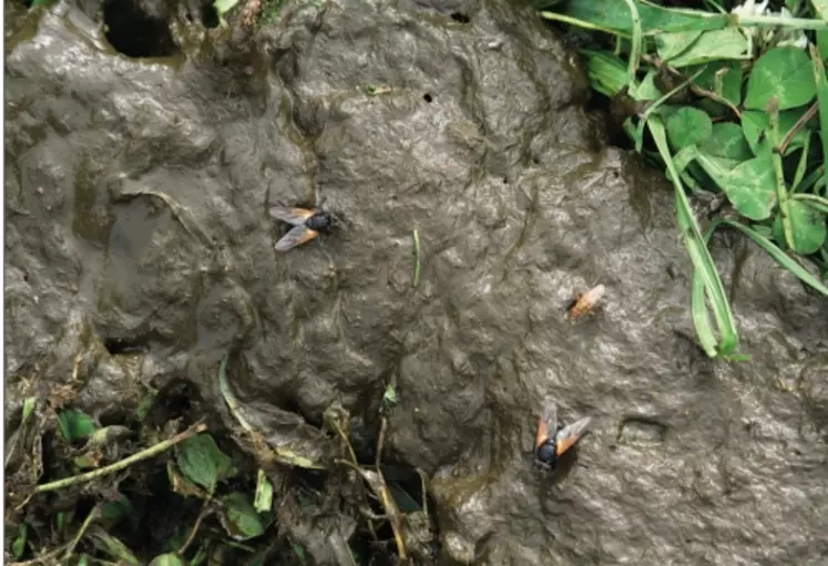 La bouse est un mouchodrome particulièrement attractif. Asilidés, Empilidés, Syrphidés, Muscidés… s’y retrouvent pour manger, se reproduire et pondre.