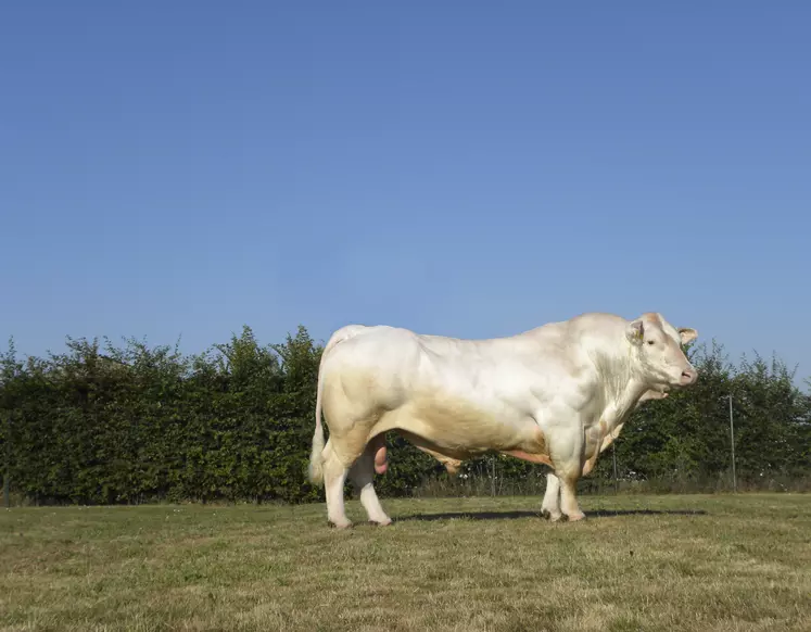 taureau charolais Gènes Diffusion Hiago