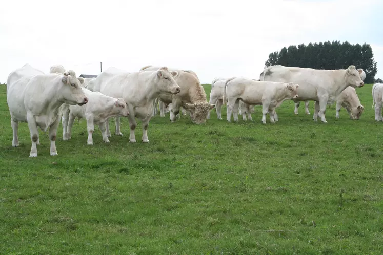 vaches Charolaises suitées et taureau au pré