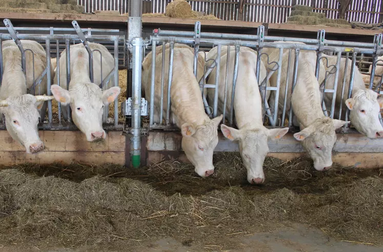 vaches charolaises au cornadis