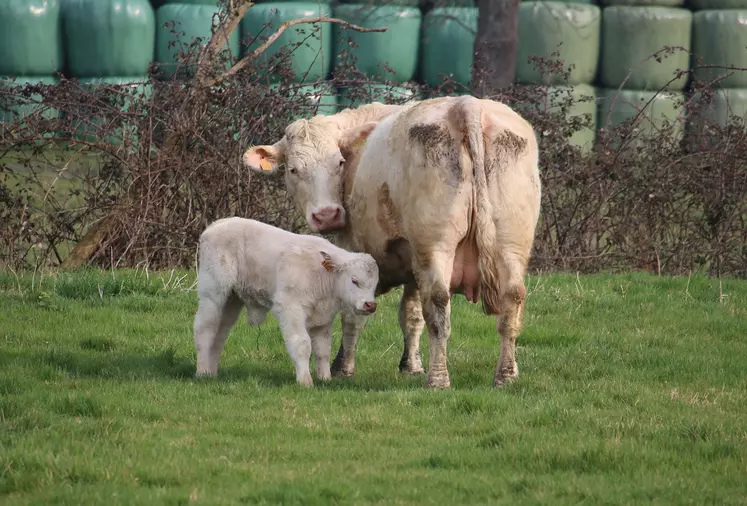 vache Charolaise fraîche volée au pré