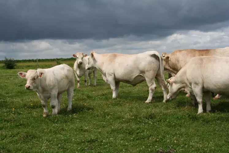 charolaises suitées au pré