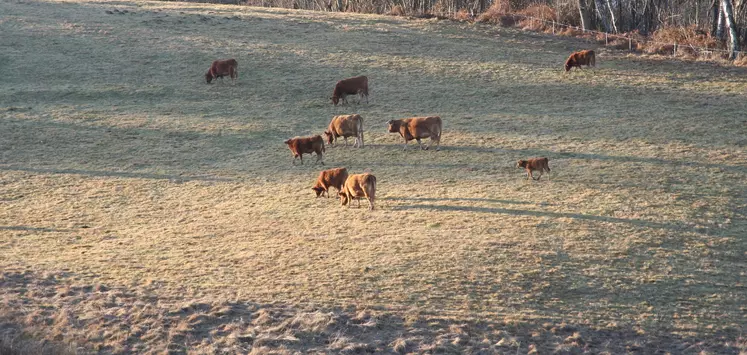 vaches limousines suitées pâturage hiver