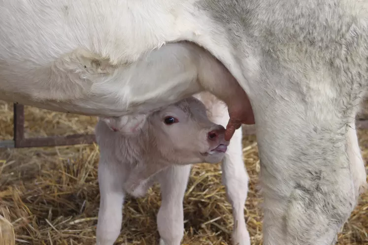 veau charolais nouveau-né têtant