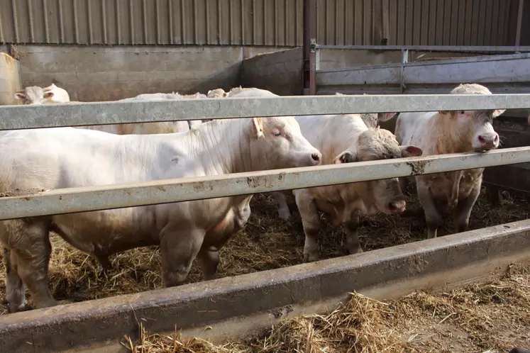 jeunes bovins Charolais