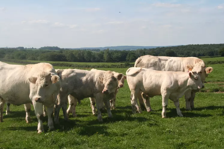 charolaises au pré saône-et-loire