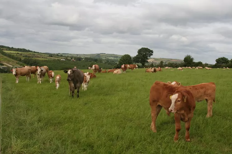 Objectifs climatiques : l'Irlande va-t-elle abattre 200 000 vaches ?