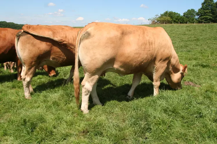 Suif de boeuf fini à l'herbe, 100 % pur Pot en verre Bovins élevés au  pâturage -  France