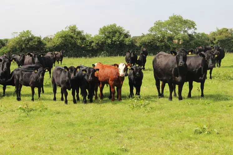 vaches suitées Angus en Irlande