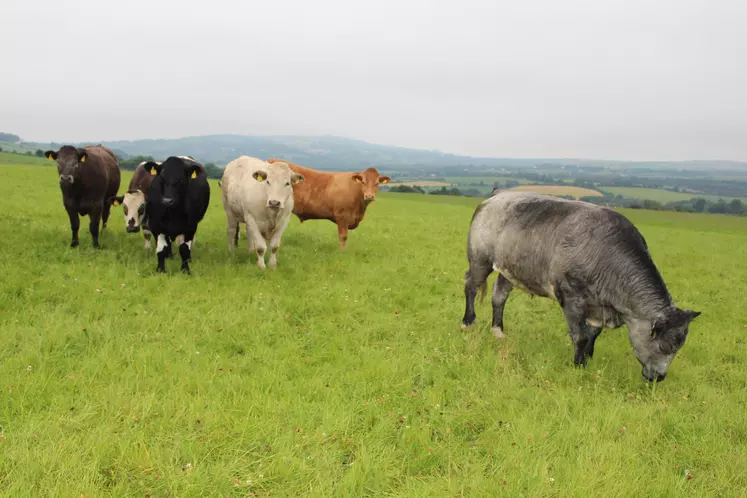 génisses croisées Irlande au pré