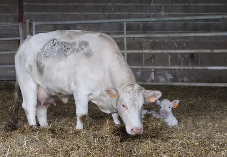 vache Charolaise fraÎche volée