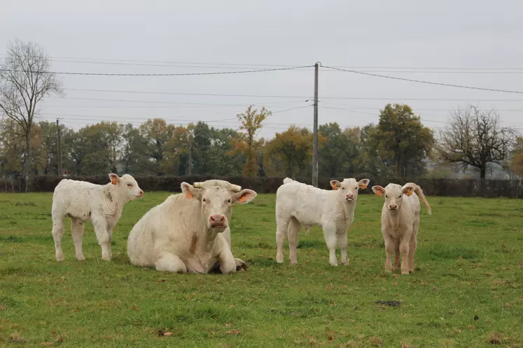 vache charolaise et petits veaux au pré