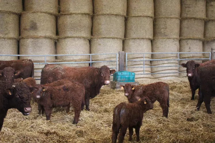 vaches Salers suitées