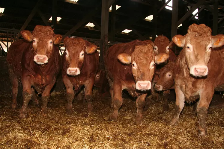 boeufs bio limousins