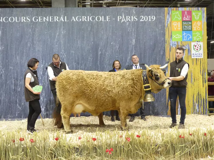 Indienne du Gaec elevage Vidalenc (Cantal), championne Aubrac à Paris 2019