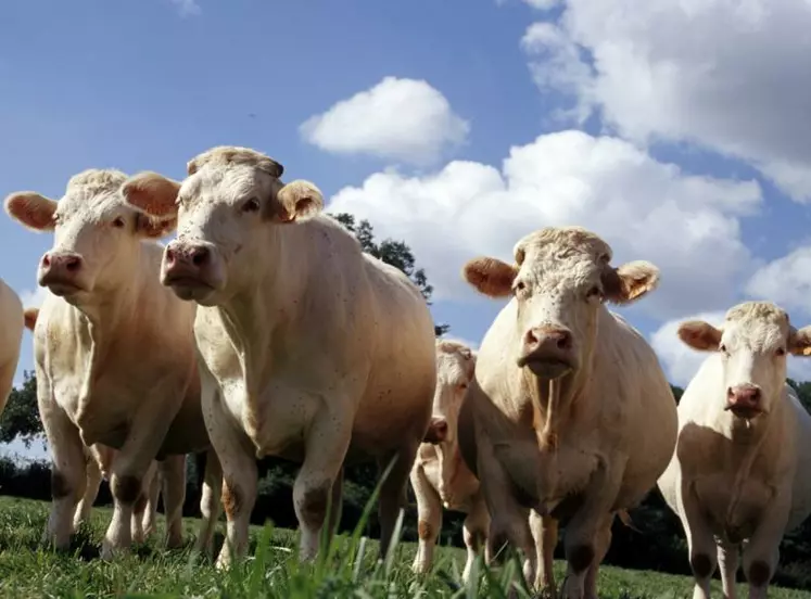 La fin des quotas laitiers et la mise en œuvre concomitante de la réforme de la PAC alors que le marché de la viande est peu attractif risque de favoriser une contraction du cheptel allaitant.