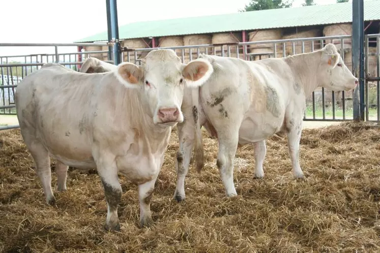 Des ajustements d'effectifs de vaches allaitantes sont prévues sur 2015, après attribution des références individuelles pour la prime couplée.