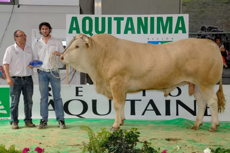 Egor, prix de championnat mâle espoir de ce Concours à l'EARL Gardelly, dans les Landes. Cinquantenaire Blond oblige, c’est la Blonde d’Aquitaine qui a été tout particulièrement mise en avant lors de la dernière édition d’Aquitanima.