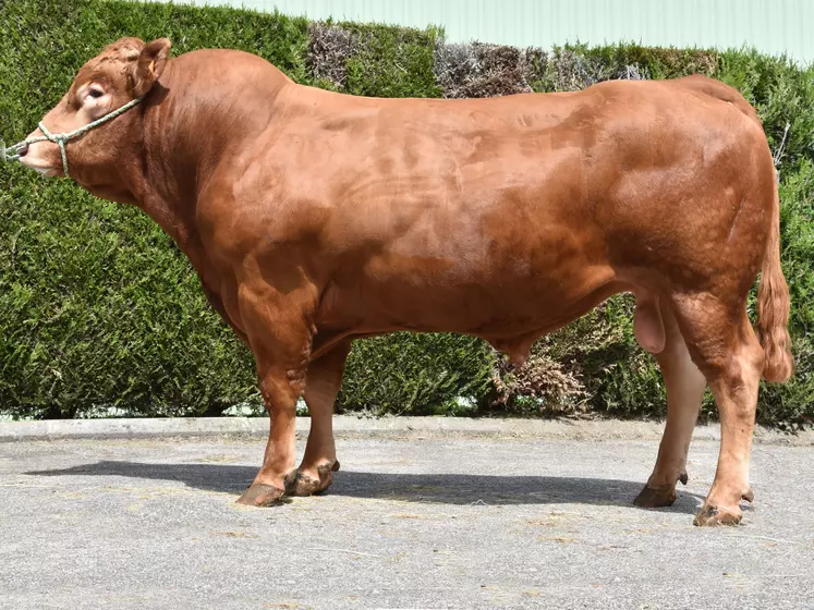 taureau limousin Crealim 2020 Jalenco