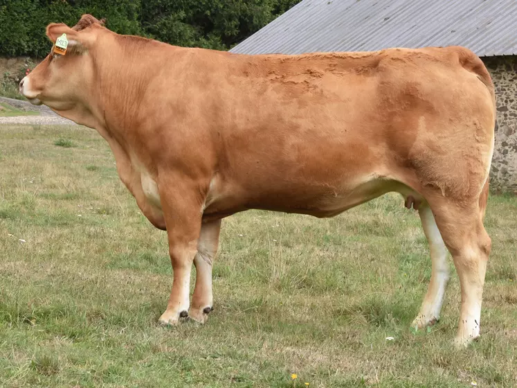 taureau limousin Crealim 2020 fille de Jalenco