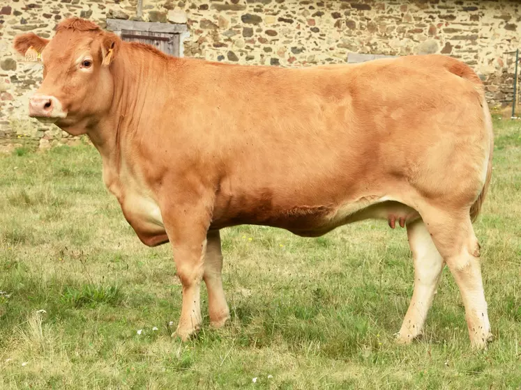 taureau limousin Crealim 2020 fille de Jaurel