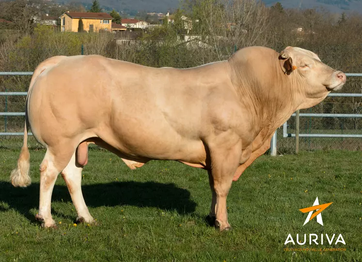 taureau blonde d'aquitaine insémination Auriva