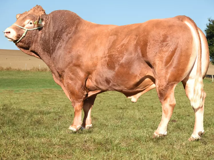 taureau limousin Crealim 2020 JT