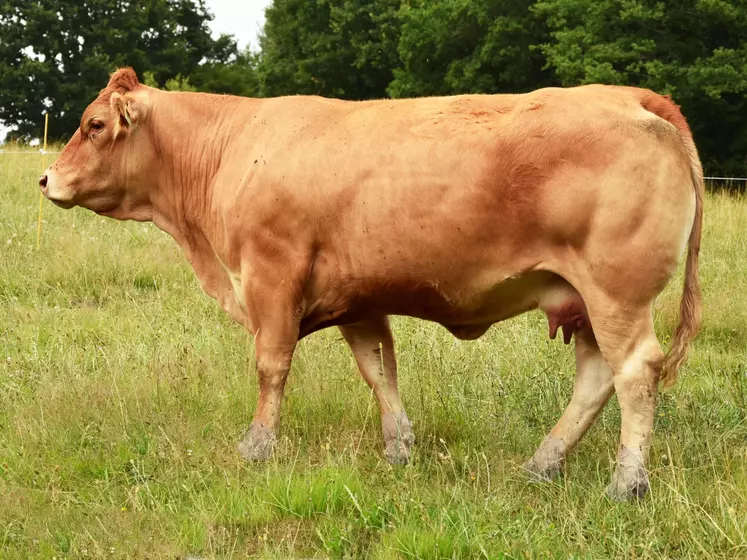 taureau limousin Crealim 2020 fille de JT