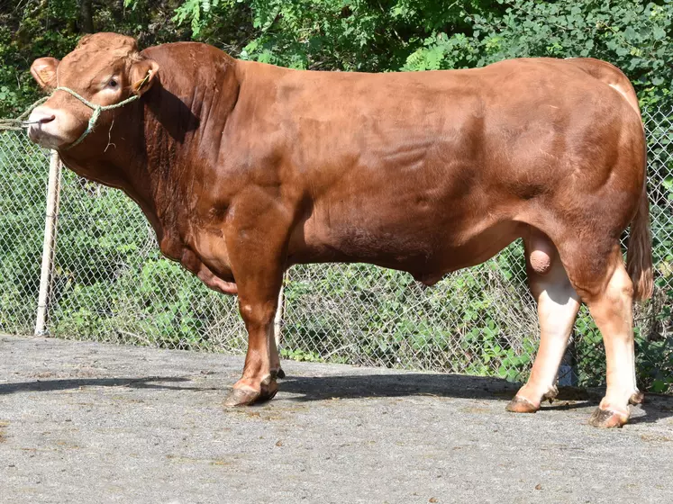 taureau limousin Crealim 2020 Jurancon