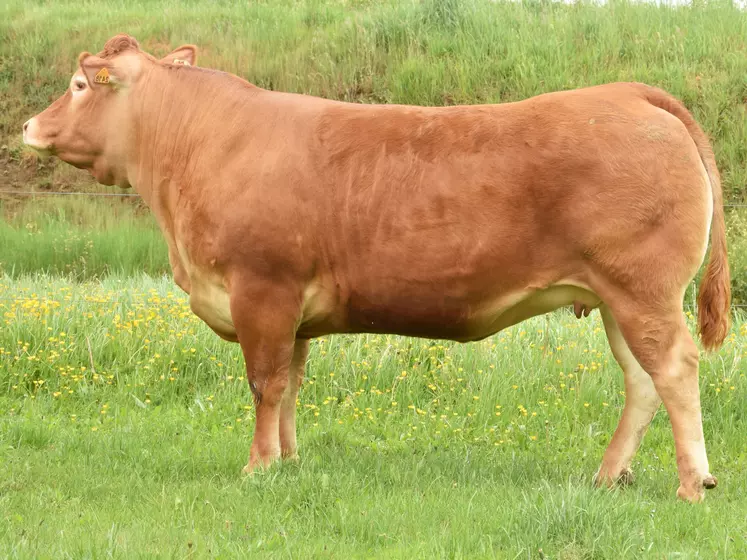 taureau limousin Crealim 2020 fille de Jurancon