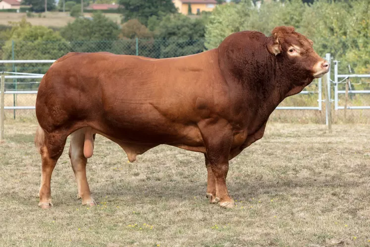 taureau limousin Crealim 2020 Jumaras