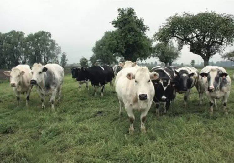 Troupeau de race Blanc Bleu dans le Nord.