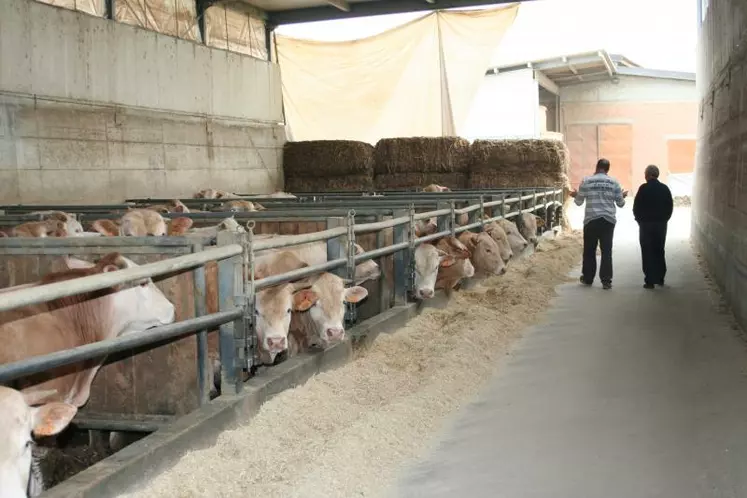 Luca Giordana , technicien d'Asprocarne, et Mario Panero, éleveur dans le Piémont et président d'Asprocarne, dans l'exploitation des frères Panero, où sont élevés des taurillons issus de broutards blonds achetés en France.