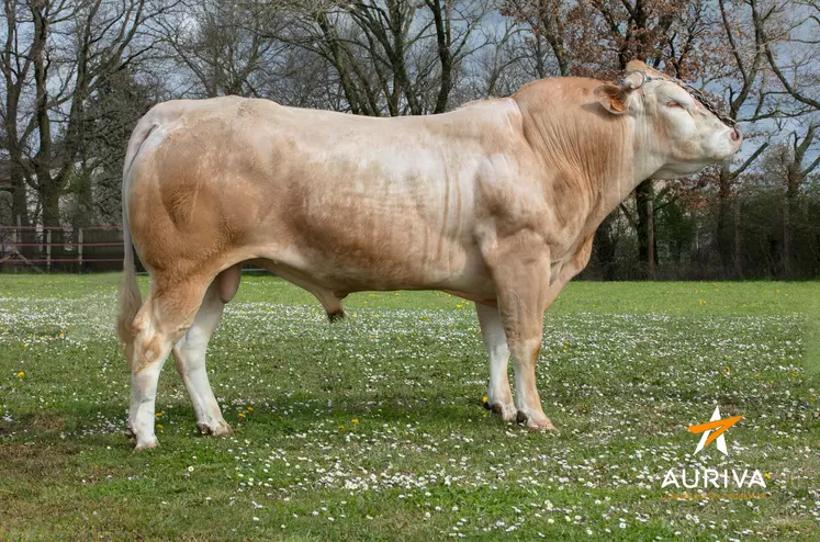 taureau auriva elevage blonde d'aquitaine Lehen