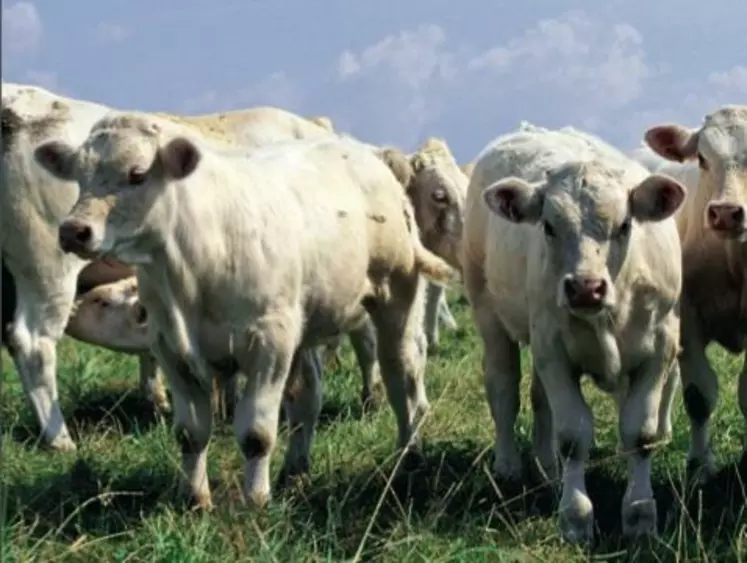 En moyenne, les broutards ne doivent pas dépasser les 1400 g/jour de GMQ pendant les trois à quatre mois avant sevrage.