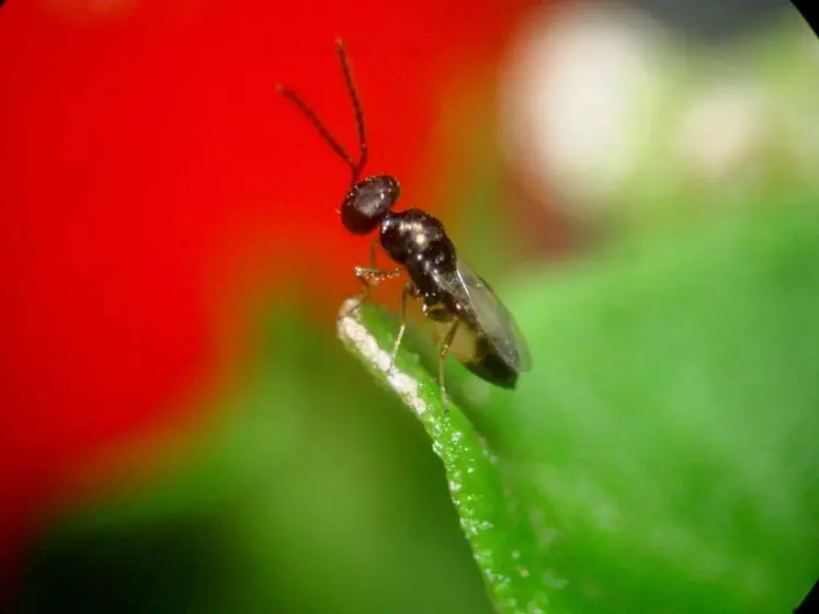 Différents moyens de lutte existent pour lutter contre les mouches, qu’ils soient chimique, mécanique ou biologique. En biologique, l’utilisation de mini-guêpes se développe : elles s’attaquent aux mouches au stade larvaire.