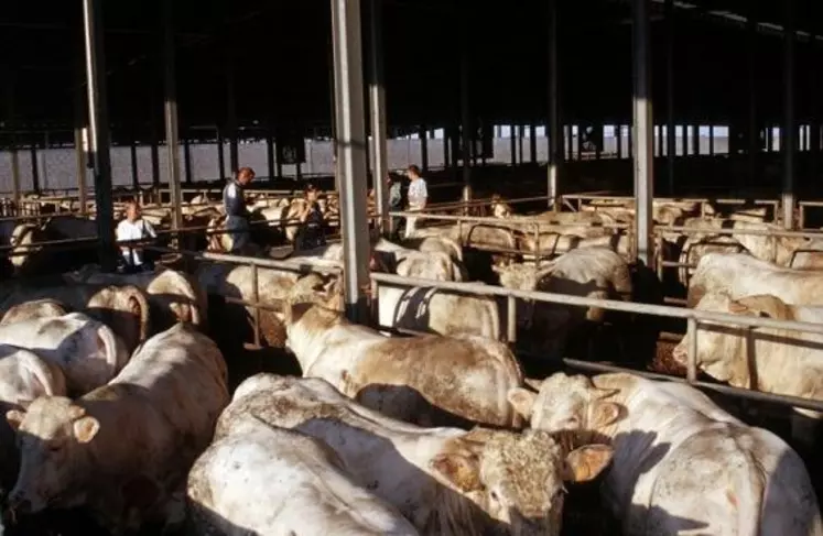 Atelier d'engraissement de jeunes bovins charolais en Italie.